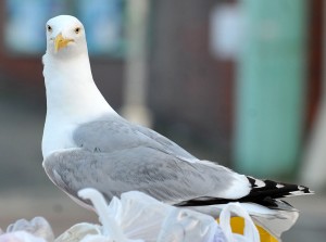 Sunday 21st July, Brighton beach 5.30am Seagull on open bin... Photographer Tony Wood TW210713A6